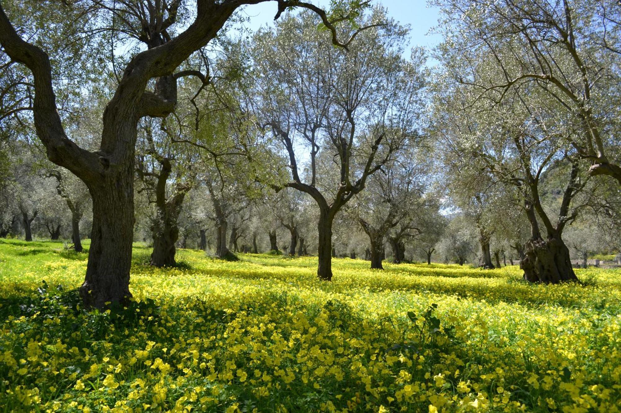 Agriturismo Malena Amica Экстерьер фото